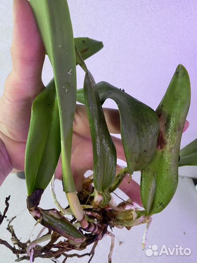 Катлея Lc. Hiroshima Melody 'Blue Genie'