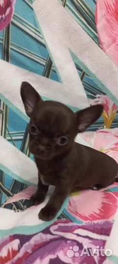 Щенки чихуахуа мини и стандарт
