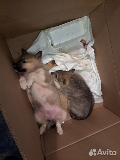 Щенок в добрые руки