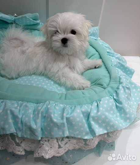 Щенки мальтезе мини