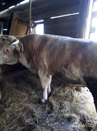 Корова и быки на мясо