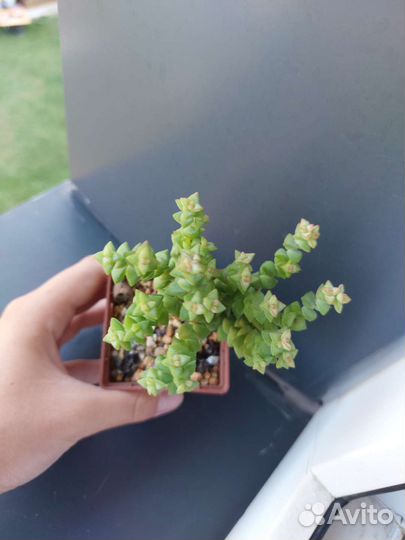 Суккуленты-2