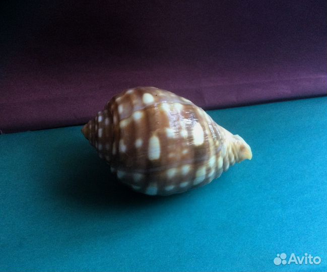 Морская раковина Malea pomum 66.1 мм