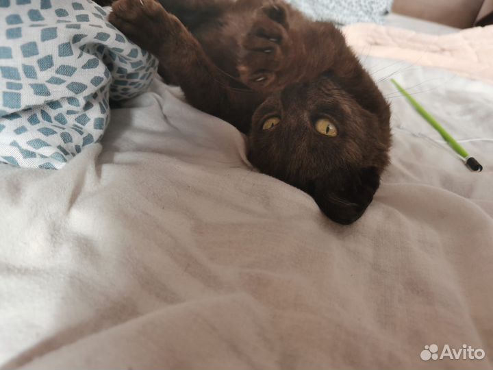 Котенок ищет дом