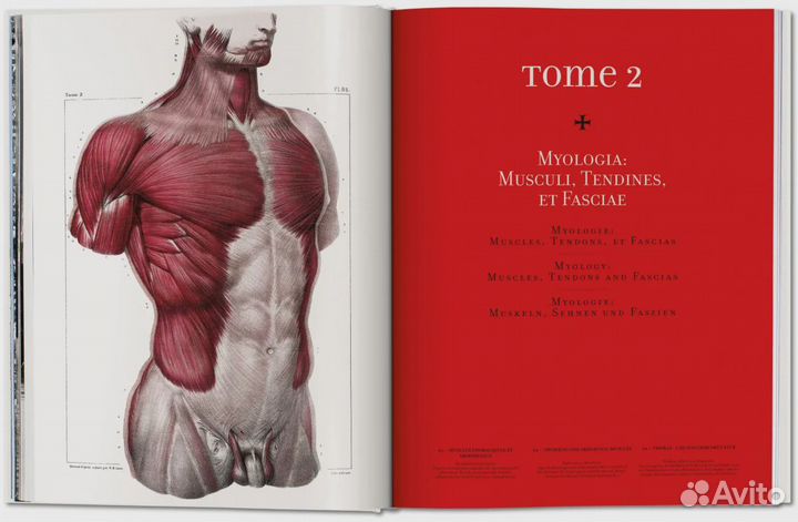 Atlas of Human Anatomy and Surgery XL