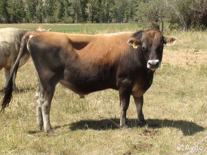 Джерсийский бычок