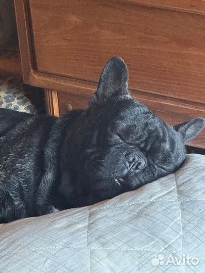 Французский бульдог