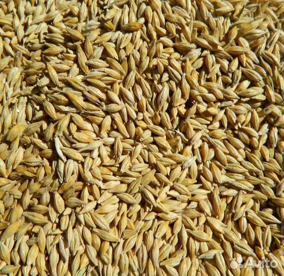 Комбикорм, пшеница, ячмень, кукуруза