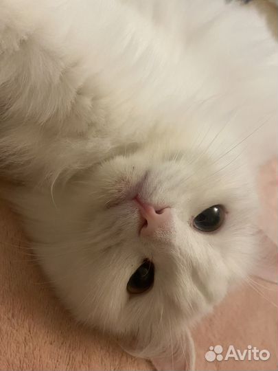 Белая кошечка