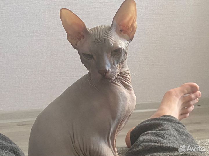 Донской сфинкс