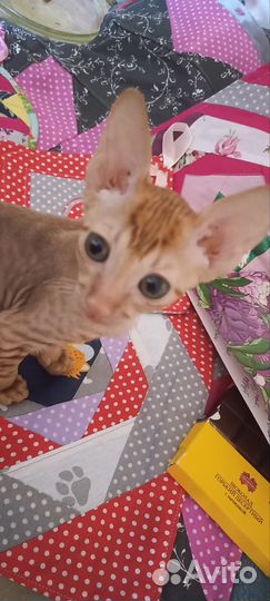 Котёнок мальчик