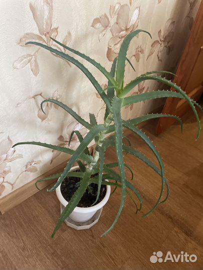 Алоэ лечебный