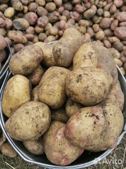 Продам картофель