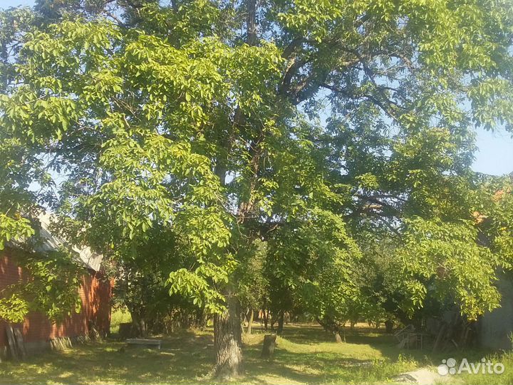 Ореховое дерево