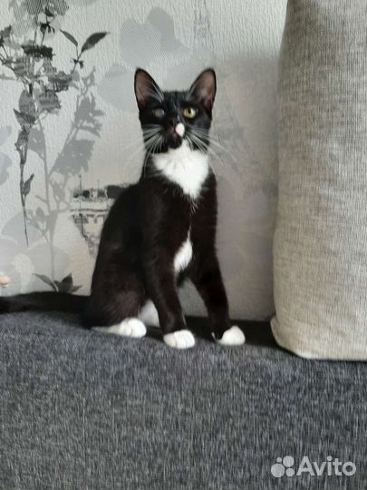 Котик 6 месяцев