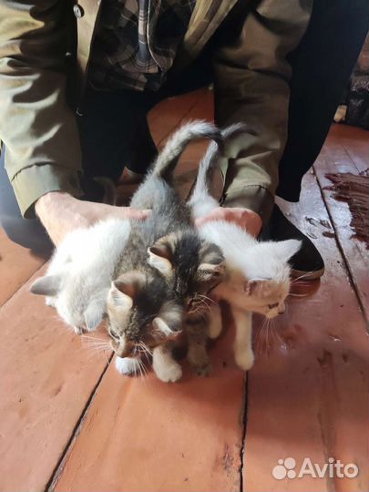 Котята в добрые руки