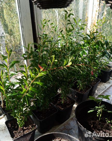 Гортензия,декоративный комнатный гранат