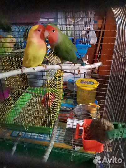 Птенцы неразлучника