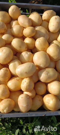 Картофель молодой