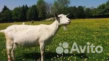 Продам зааненских козу с козлом
