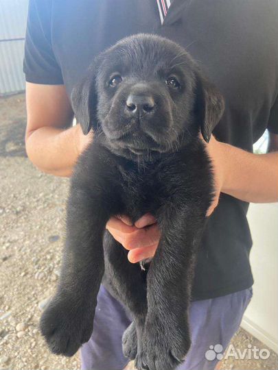 Щенки лабрадора