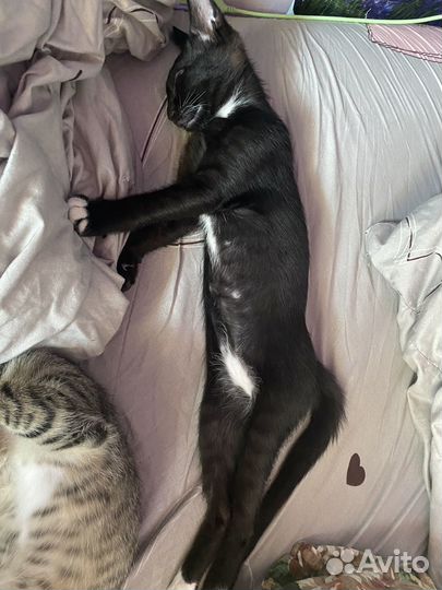 Котята в добрые руки даром