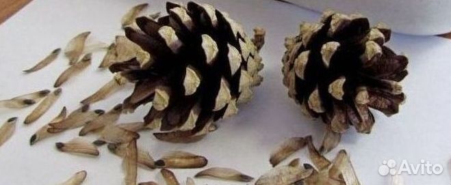 Доставка семян сосны