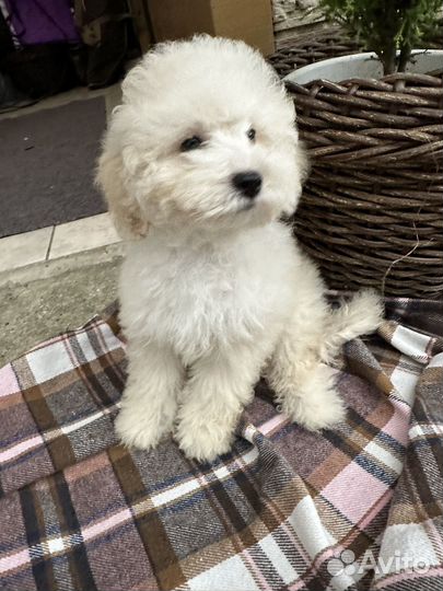 Мальтипули мальчики