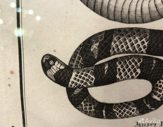 Старинная гравюра