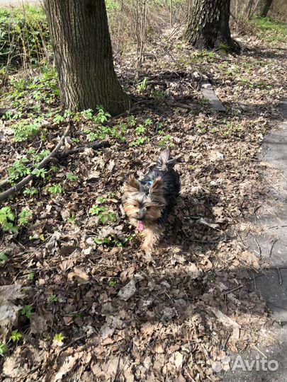 Йоркширский терьер мальчик стандарт
