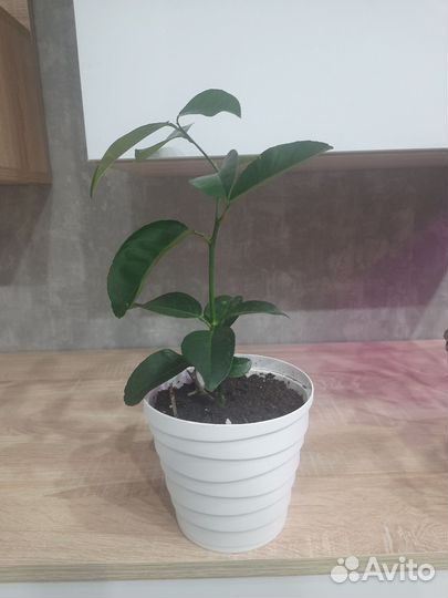 Лимонное дерево