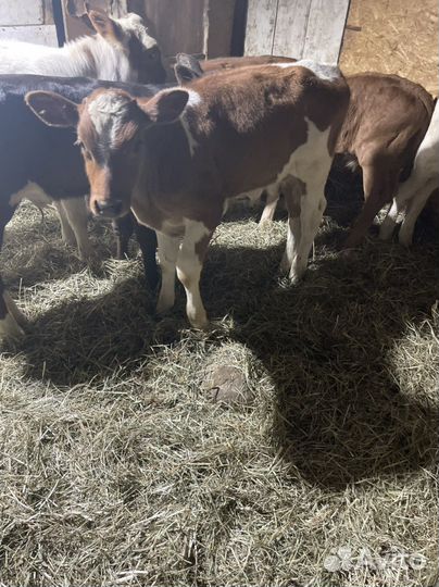 Телята бычки и телочки