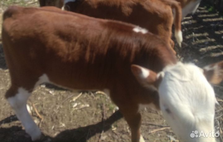 Бычок и телочка