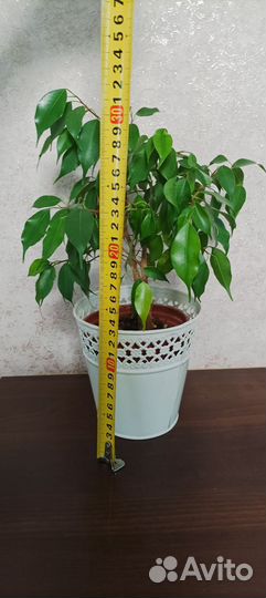 Фикус бенджамина