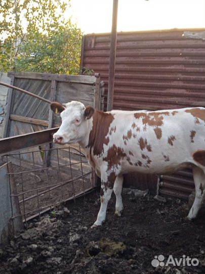 Телки стельные