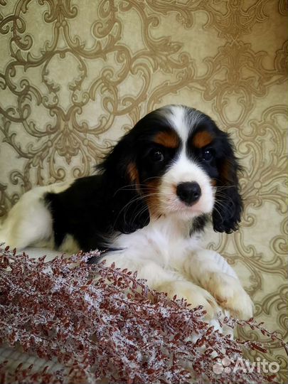 Мальчик кавалер