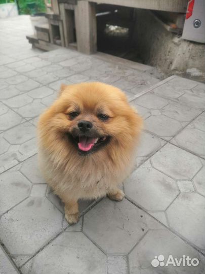 Миттельшпиц