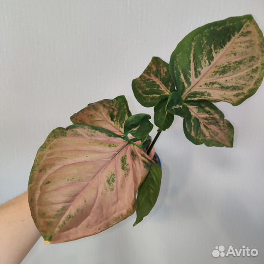 Сингониумы (1 часть)