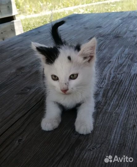 Милашка кошечка ищет дом