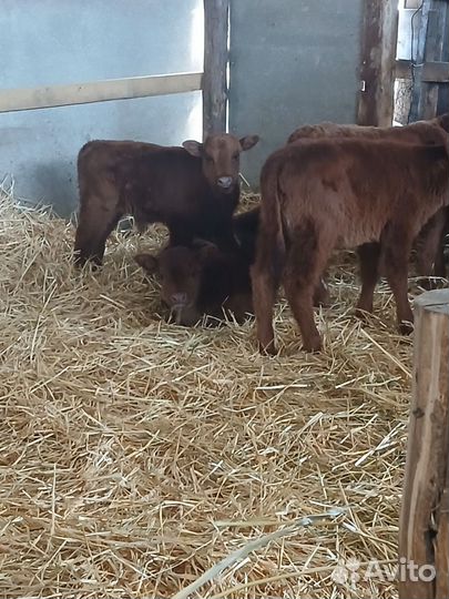 Бычки и быки