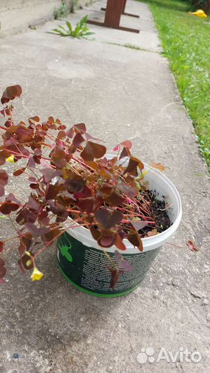 Саженцы березы