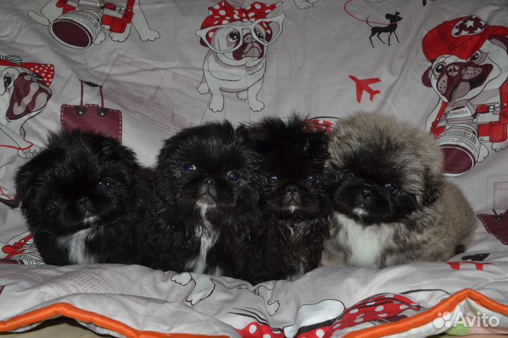 Щенки пекинеса