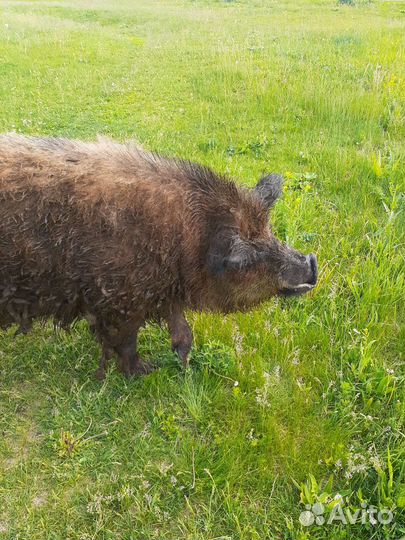 Продам хряка