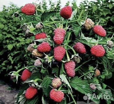 Саженцы Смородины, малины, крыжовника и жимолости