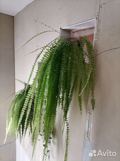 Папоротник комнатный