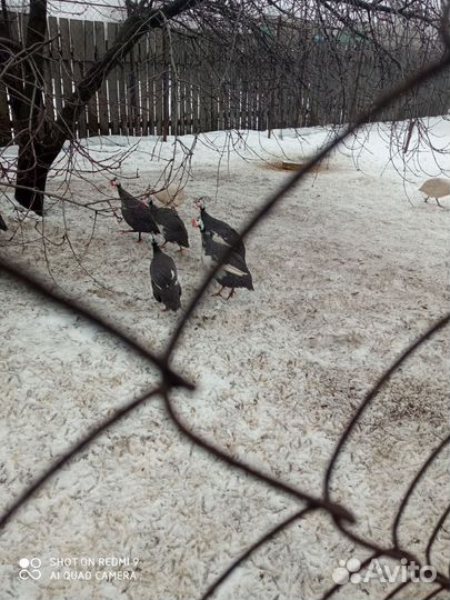 Цесарки и цесарята