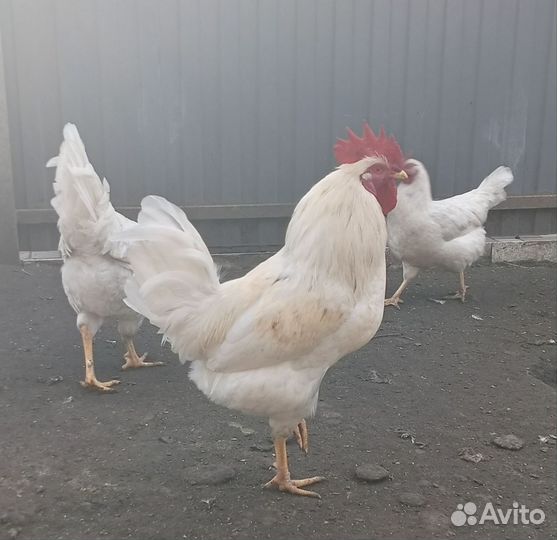 Молодые петухи