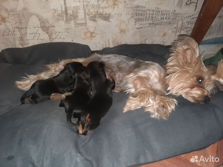 Йоркширский терьер щенки девочки