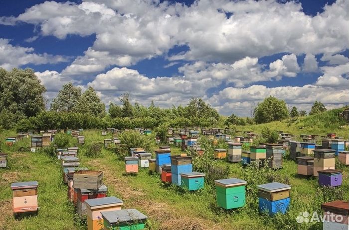 Мёд натуральный оптом