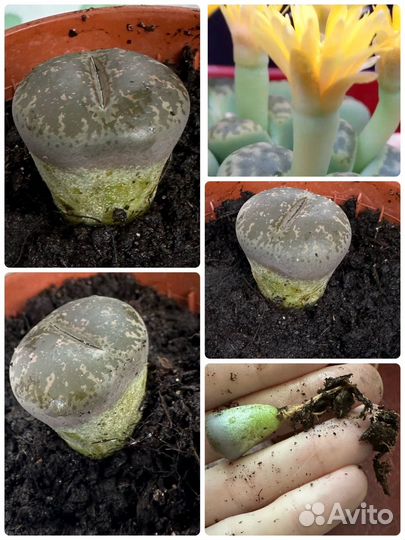 Живой камень (литопс)